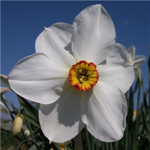 Narcissus (Daffodil) 'Actaea' Loose, Per 10 Bulbs.